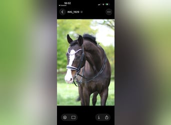 Hanoverian, Gelding, 18 years, 16.3 hh, Bay-Dark