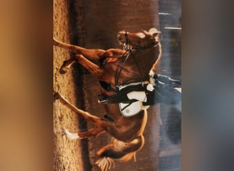 Hanoverian, Gelding, 18 years, 16 hh, Chestnut-Red