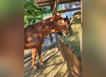 Hanoverian, Gelding, 18 years, 16 hh, Chestnut-Red