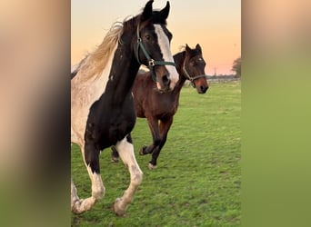 Hanoverian Mix, Gelding, 18 years, 16,1 hh, Pinto