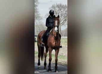 Hanoverian, Gelding, 18 years, 17 hh, Chestnut-Red