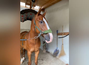 Hanoverian, Gelding, 18 years, 17,1 hh, Chestnut-Red