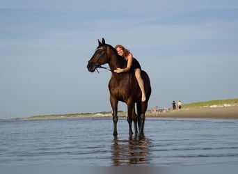 Hanoverian, Gelding, 19 years, 16 hh, Bay-Dark