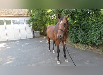 Hanoverian, Gelding, 19 years, 17,1 hh, Brown