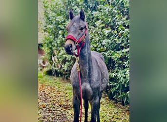 Hanoverian, Gelding, 1 year, 14,2 hh, Can be white
