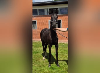 Hanoverian, Gelding, 1 year, 16,1 hh, Black