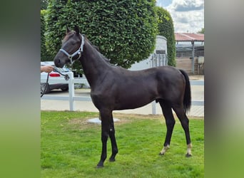 Hanoverian, Gelding, 1 year, 16,1 hh, Black