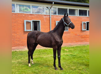 Hanoverian, Gelding, 1 year, 16,1 hh, Black