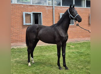 Hanoverian, Gelding, 1 year, 16,1 hh, Black