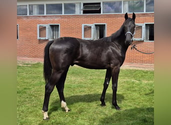 Hanoverian, Gelding, 1 year, 16,1 hh, Black