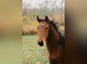 Hanoverian, Gelding, 1 year, 16.2 hh, Brown
