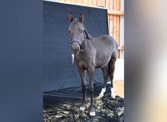 Hanoverian, Gelding, 1 year, 16,2 hh, Smoky-Black