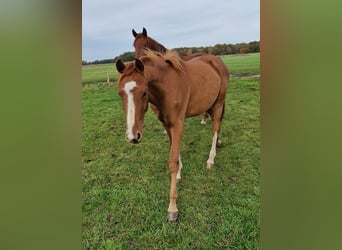 Hanoverian, Gelding, 1 year, 16,2 hh, Chestnut-Red