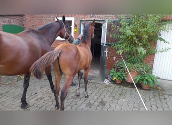 Hanoverian, Gelding, 1 year, 16,2 hh