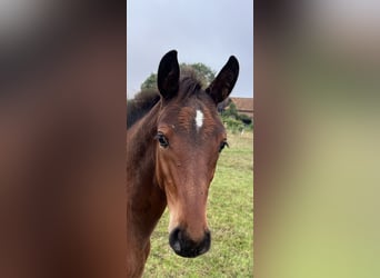 Hanoverian, Gelding, 1 year, Bay-Dark