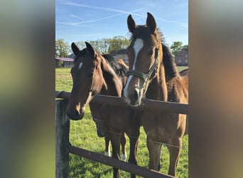 Hanoverian, Gelding, 1 year, Bay-Dark