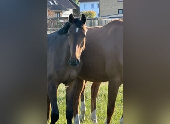 Hanoverian, Gelding, 1 year, Bay-Dark