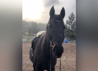 Hanoverian Mix, Gelding, 20 years, 15,3 hh, Smoky-Black