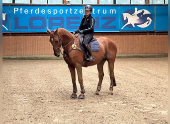 Hanoverian, Gelding, 20 years, 16.1 hh, Chestnut-Red