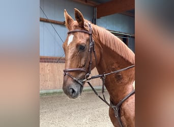 Hanoverian, Gelding, 20 years, 16.1 hh, Chestnut-Red