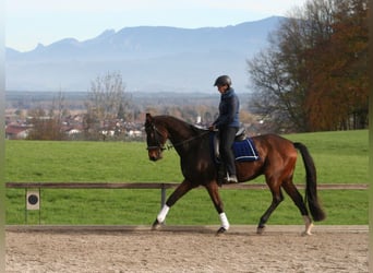 Hanoverian, Gelding, 20 years, 16.2 hh, Brown