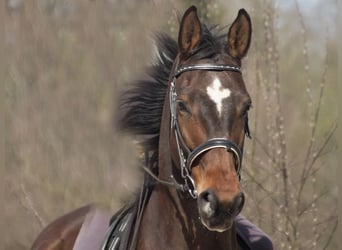 Hanoverian, Gelding, 20 years, 16.2 hh, Brown