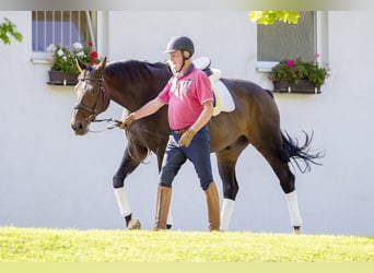 Hanoverian, Gelding, 20 years, 16,3 hh, Bay-Dark