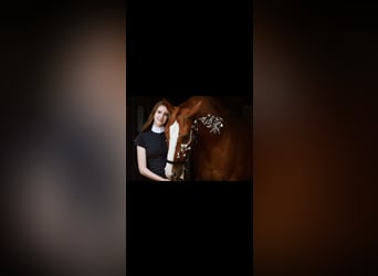 Hanoverian, Gelding, 20 years, 16,3 hh, Chestnut-Red