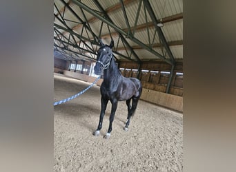 Hanoverian, Gelding, 20 years, 17 hh, Smoky-Black