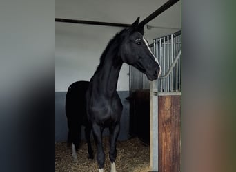 Hanoverian, Gelding, 20 years, 17,1 hh, Black