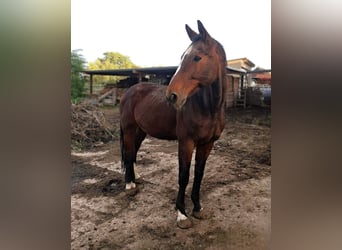 Hanoverian, Gelding, 21 years, 17.1 hh, Brown