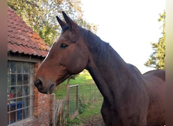 Hanoverian, Gelding, 21 years, 17.1 hh, Brown