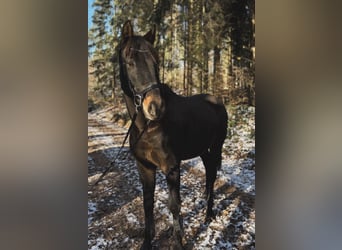 Hanoverian, Gelding, 22 years, 16 hh, Brown