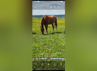 Hanoverian, Gelding, 24 years, 15,1 hh, Chestnut-Red