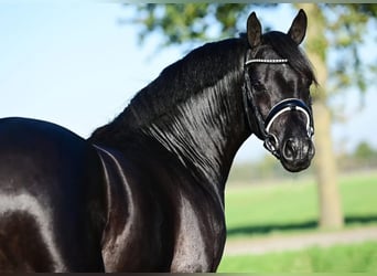 Hanoverian, Gelding, 27 years, 17 hh