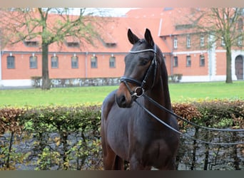 Hanoverian, Gelding, 2 years, 15,2 hh, Bay-Dark