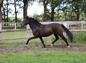 Hanoverian, Gelding, 2 years, 15.2 hh, Bay-Dark