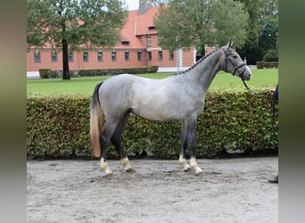 Hannoveraner, Wallach, 2 Jahre, 15,2 hh, Schimmel