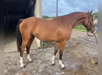 Hanoverian, Gelding, 2 years, 15 hh, Brown