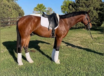 Hanoverian, Gelding, 2 years, 16,1 hh, Bay