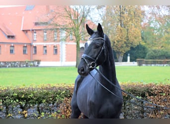 Hanoverian, Gelding, 2 years, 16,1 hh, Black