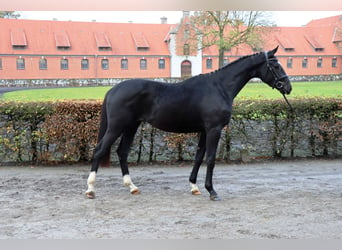 Hanoverian, Gelding, 2 years, 16,1 hh, Black