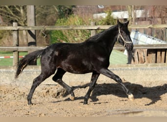 Hanoverian, Gelding, 2 years, 16,1 hh, Black