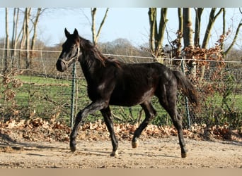 Hanoverian, Gelding, 2 years, 16,1 hh, Black