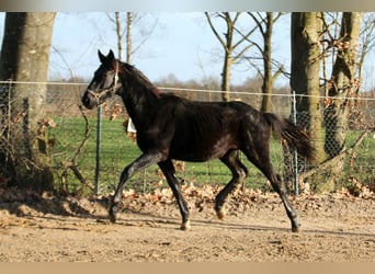 Hanoverian, Gelding, 2 years, 16,1 hh, Black