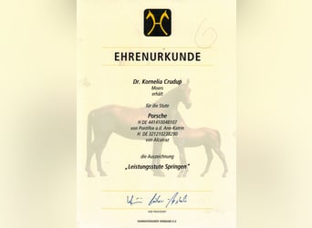 Hanoverian, Gelding, 2 years, 16.1 hh, Brown