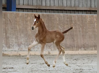 Hanoverian, Gelding, 2 years, 16.1 hh, Chestnut-Red