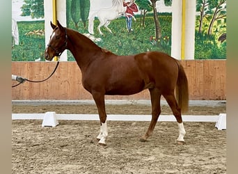 Hanoverian, Gelding, 2 years, 16,1 hh, Chestnut-Red