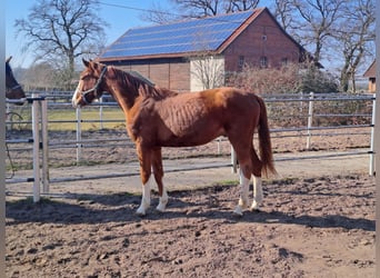 Hanoverian, Gelding, 2 years, 16,1 hh, Chestnut-Red