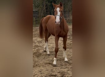 Hanoverian, Gelding, 2 years, 16.1 hh, Chestnut-Red